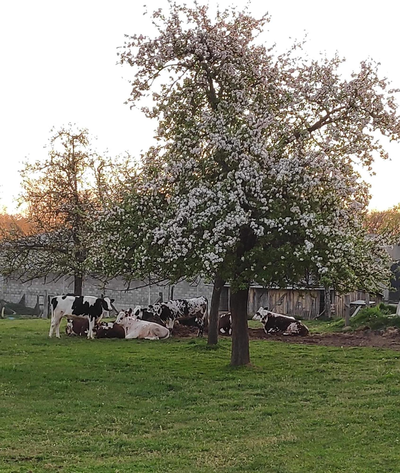 Bed and Breakfast Ferme De La Gortiere Le Teilleul Exterior foto